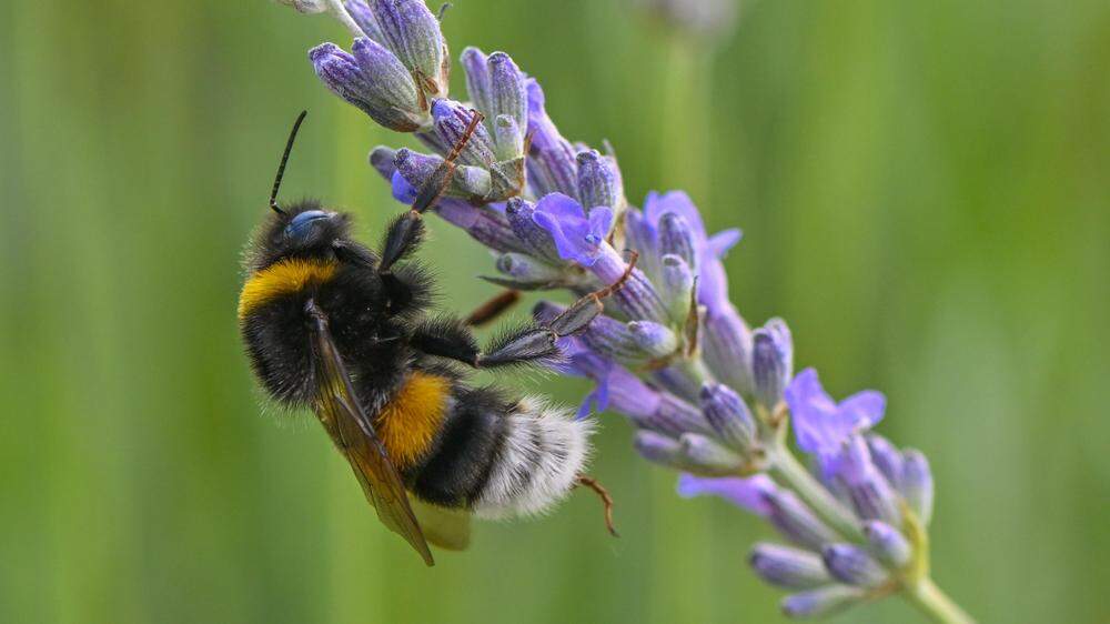 Hummel österreich 2025